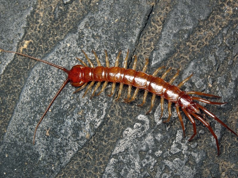 Lithobius forficatus